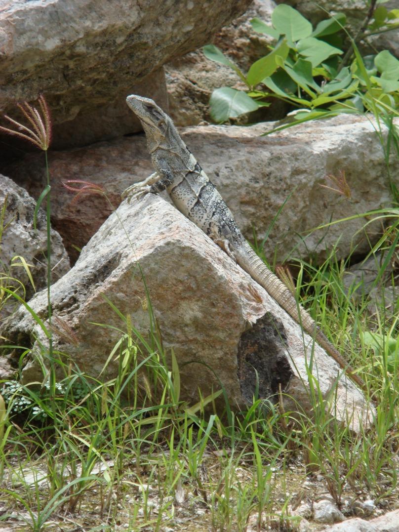 uxmal-12.jpg
